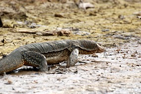 kinabatang-rivier-monitorlizard-04