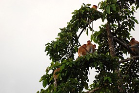 kinabatang-rivier-neusapen-01