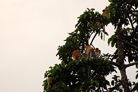 kinabatang-rivier-neusapen-02