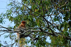 kinabatang-rivier-neusapen-03