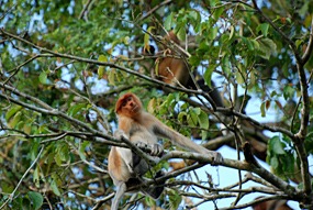 kinabatang-rivier-neusapen-04