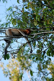 kinabatang-rivier-neusapen-05