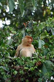 kinabatang-rivier-neusapen-06