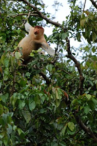 kinabatang-rivier-neusapen-07