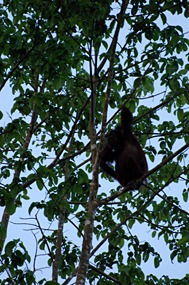 kinabatang-rivier-orang-oetan