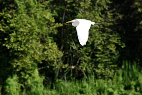 kinabatang-rivier-reiger