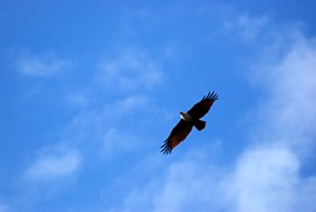 kinabatang-rivier-roofvogel