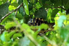 kinabatang-rivier-slang