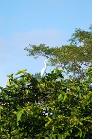 kinabatang-rivier-zilverreiger