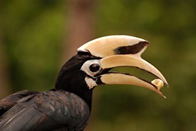 labuk-bay-hornbill