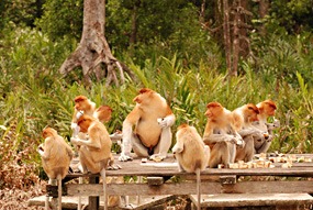 labuk-bay-proboscis-neusaap-01