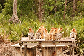 labuk-bay-proboscis-neusaap-02