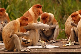 labuk-bay-proboscis-neusaap-03