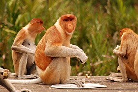 labuk-bay-proboscis-neusaap-04