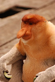 labuk-bay-proboscis-neusaap-05