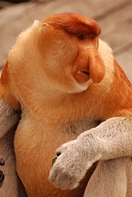 labuk-bay-proboscis-neusaap-06