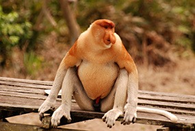 labuk-bay-proboscis-neusaap-07