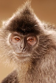 labuk-bay-silverleaf-monkey-02