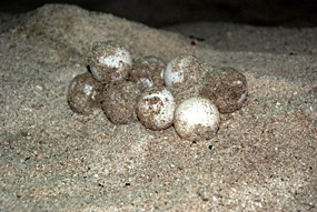 lankayan-nesting-eieren