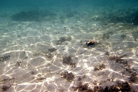 lankayan-snorkelen-01