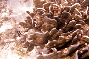 lankayan-snorkelen-02