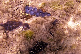 lankayan-snorkelen-03