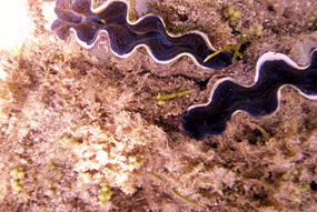 lankayan-snorkelen-05