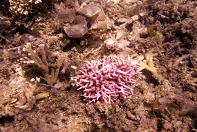 lankayan-snorkelen-06