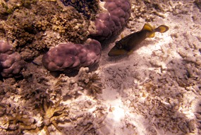 lankayan-snorkelen-07