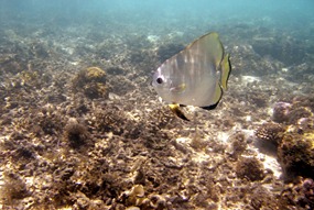 lankayan-snorkelen-09