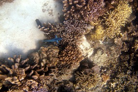 lankayan-snorkelen-10