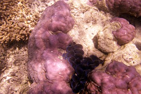 lankayan-snorkelen-11