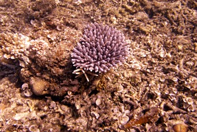 lankayan-snorkelen-12