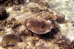 lankayan-snorkelen-13