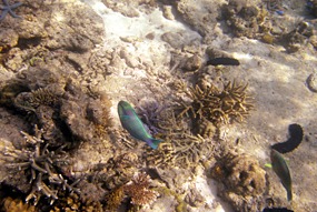 lankayan-snorkelen-14