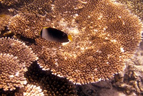 lankayan-snorkelen-15