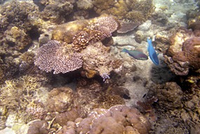 lankayan-snorkelen-16