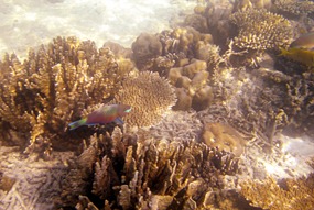 lankayan-snorkelen-17