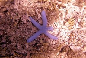 lankayan-snorkelen-blauwe-zeester