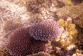 lankayan-snorkelen-koraal