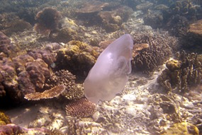 lankayan-snorkelen-kwal-01