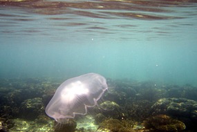 lankayan-snorkelen-kwal-02