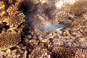 lankayan-snorkelen-papagaaivis