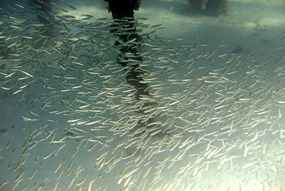 lankayan-snorkelen-school-vissen-01