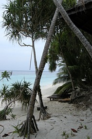 lankayan-strand-palm