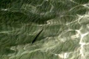 lankayan-strand-trompetvis