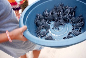 lankayan-zeeschildpadjes-01