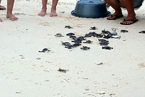 lankayan-zeeschildpadjes-02