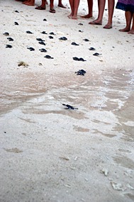 lankayan-zeeschildpadjes-03