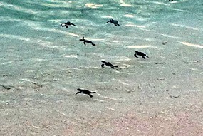 lankayan-zeeschildpadjes-04